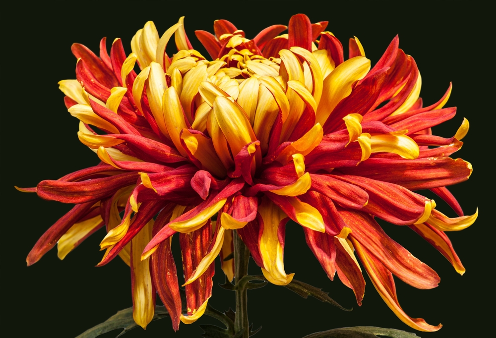 Chrysanthemum: The Perfect Bloom for Fall - Gordon Boswell