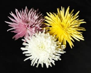 Lavender, Yellow, and White Spider Mums
