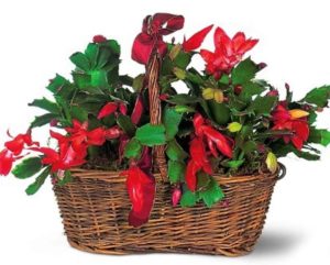 These two red flowering cacti in a wicker basket will make the holiday spirit last longer than the holidays themselves