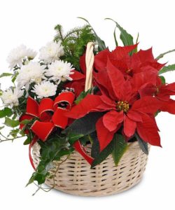 Poinsettia, a white mum, Norfolk pine, Dracaena and an ivy add to the holiday cheer