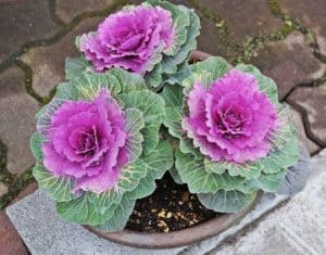 Flowering Kale with purple and green leaves