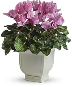 This pretty pink potted plant is presented in a classic, cream-colored pedestal planter for enjoyment as an indoor plant or out on the porch or patio