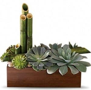 Send peace someone's way with this elegant, eye-pleasing arrangement of low-maintenance succulent plants. Presented in a brown bamboo container, the plants are accented with smooth river rocks and natural river canes of bamboo.