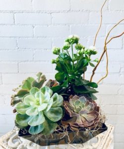 A whimsical Ceramic dish garden with assorted Succulents, a blooming Kalanchoe, with accents of Curly Willow and Spanish Moss.